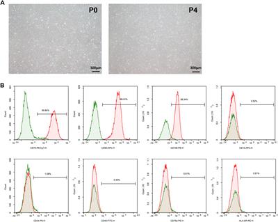 Mesenchymal Stem Cells Alleviate Post-resuscitation Cardiac and Cerebral Injuries by Inhibiting Cell Pyroptosis and Ferroptosis in a Swine Model of Cardiac Arrest